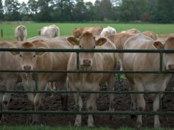 Ha Hatley MD:Cattle Raising