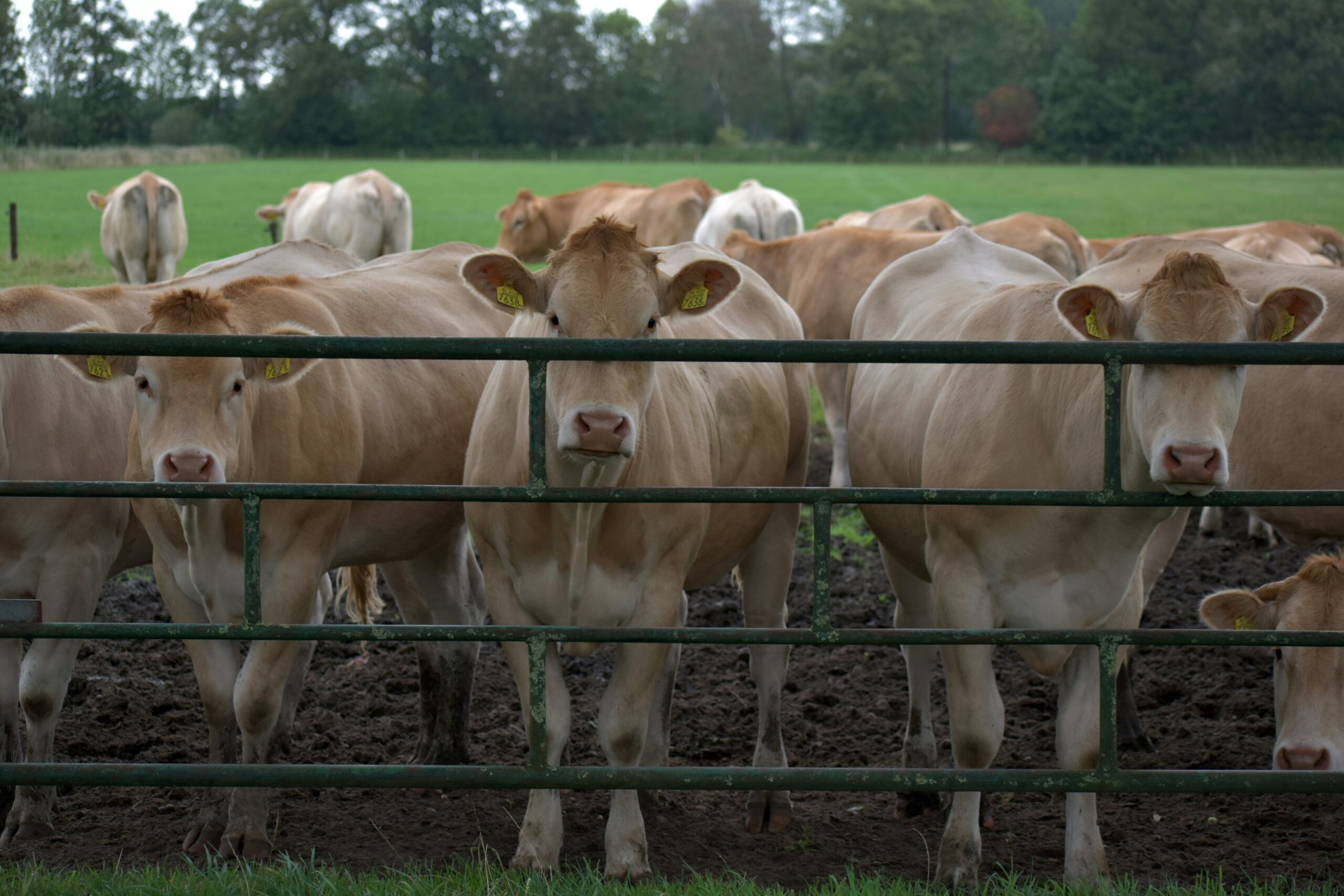 Ha Hatley MD:Cattle Raising